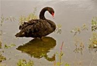 Cygne Noir by Dorothy Reid